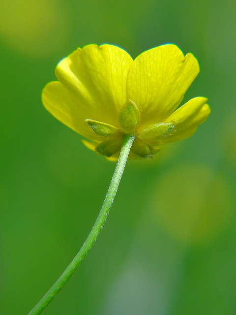 Buttercup {Ranunculus acris} - Ifield Brook Meadows