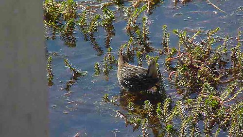 california bird rail aves carolina sora gruiformes porzana rallidae plumasco marblehotspringsroad