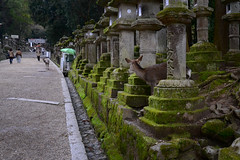 Near Kasuga-taisha shrine