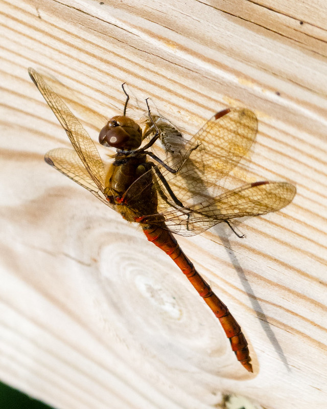 Common darter, Male, Wetland Lake