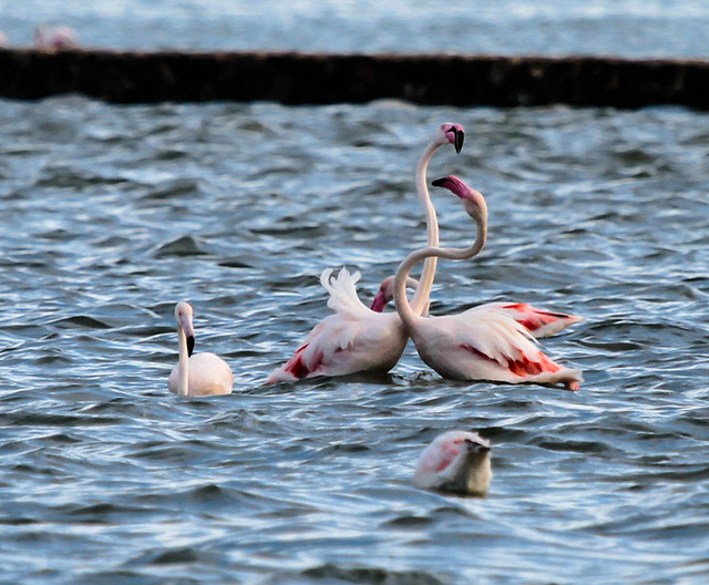 Flamencos - Flamingos- Flamants