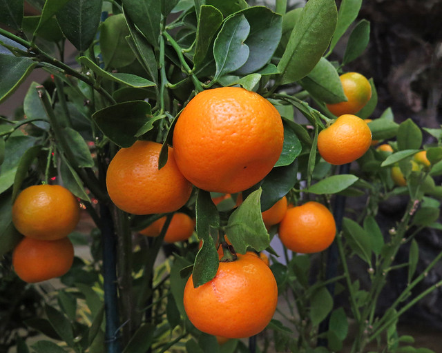 Minature Oranges