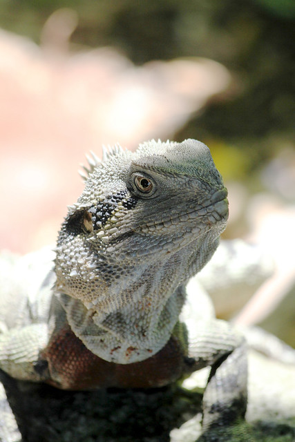 Brisbane iguana