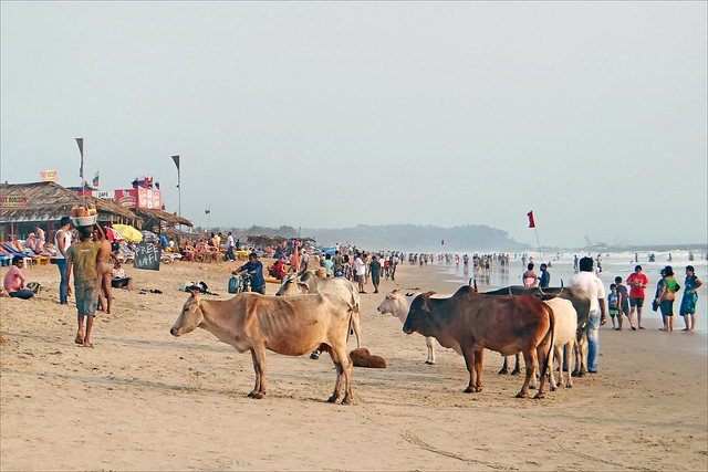 Une plage de Goa (Inde)