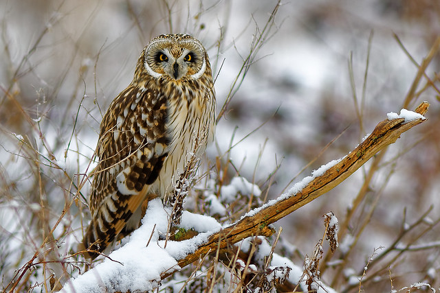 Short-eared owl in snow