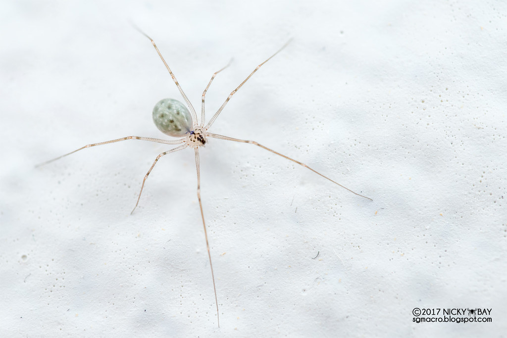 Daddy-long-legs spider (Modisimus culicinus) - DSC_2253 | Flickr
