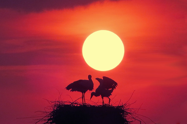IMG_1076 Sunset storks - ON EXPLORE #73