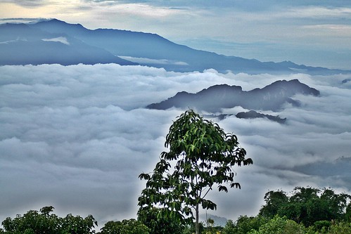 dawn daybreak cloudydawn clouds lowcloud cloudlayer temperatureinversion trees mountains batutumonga tanatoraja toraja sulawesi indonesia asia