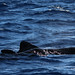 Flickr photo 'Short-finned Pilot Whale - Madeira, Portugal' by: David d'O / Schaapmans.