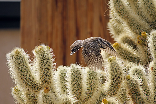 Cactus wren (Campylorhynchus brunneicapillus) building a nest | by Joshua Tree National Park