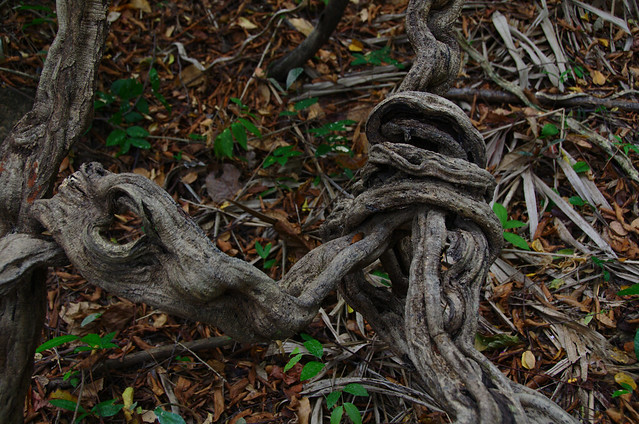 Vegetal knot