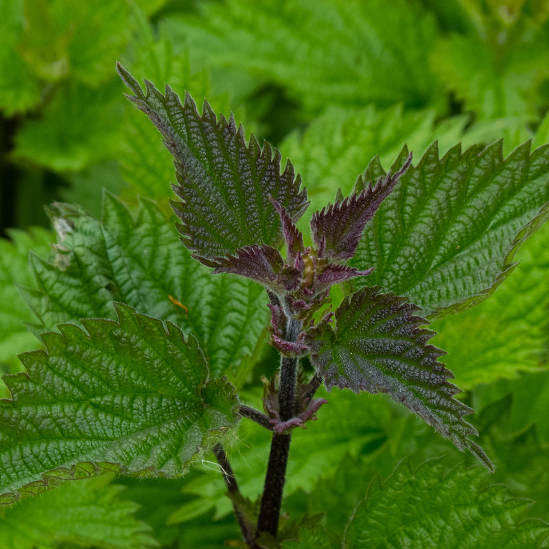 Growing tip, nettle