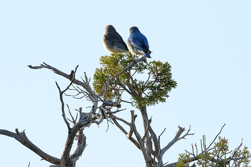 bird bluebird mountainbluebird sialiacurrucoides mobl pairinsuitablehabitat bandeliernationalmonument newmexico usa