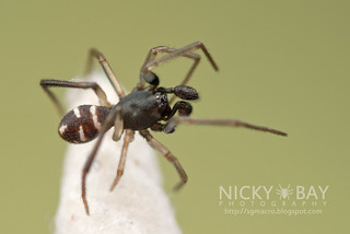 Comb-Footed Spider (Steatoda sp.) - DSC_9836
