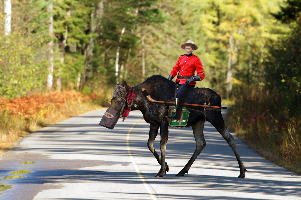 Canadian Icons , Moose, Algonquin Park, Canada | Havin a lit… | Flickr