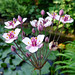 Flickr photo 'Flowering Rush. Butomus Umbellatus' by: gailhampshire.