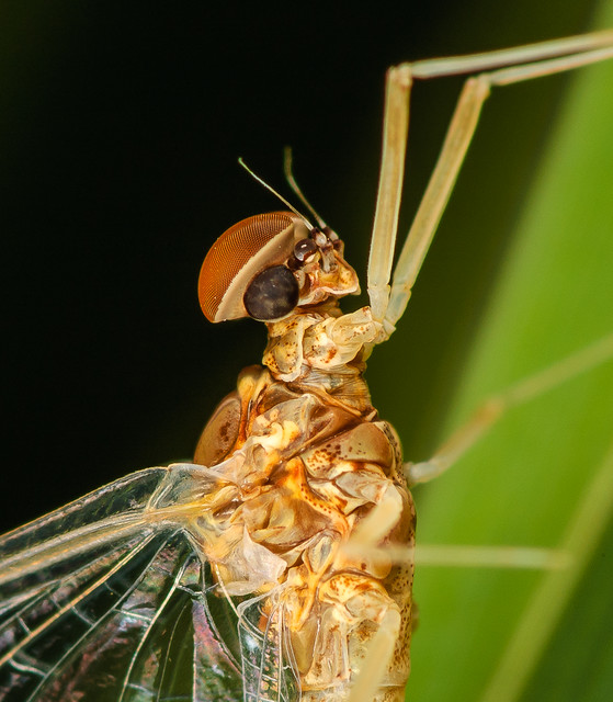 Male Small Minnow Mayfly (Baetidae) 106d-4972