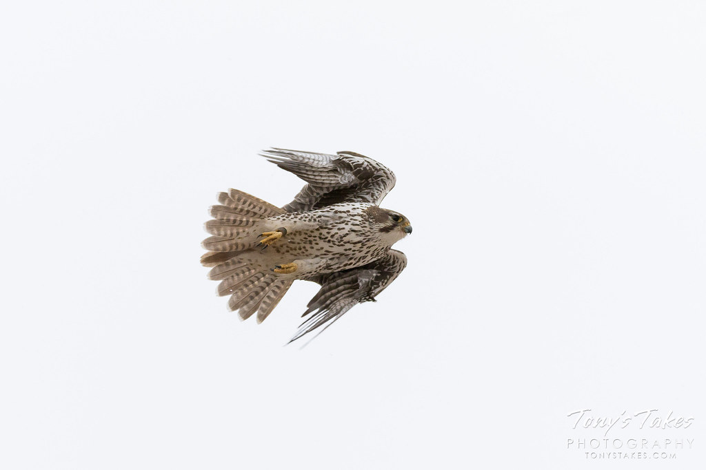 A Prairie Falcon takes flight over the plains of Colorado.  (© Tony’s Takes)
