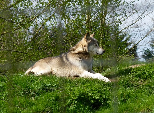 Wolves | by picqero