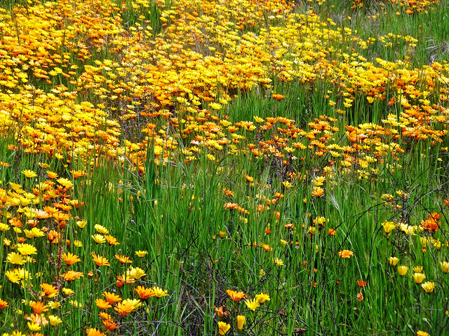 Chapman Hills Wildflowers, CA 3-4-17a