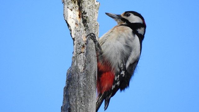 Great Spotted Woodpecker ♂ (Dendrocopos major)