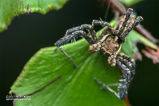 Jumping spider (Portia sp.) - DSC_3755