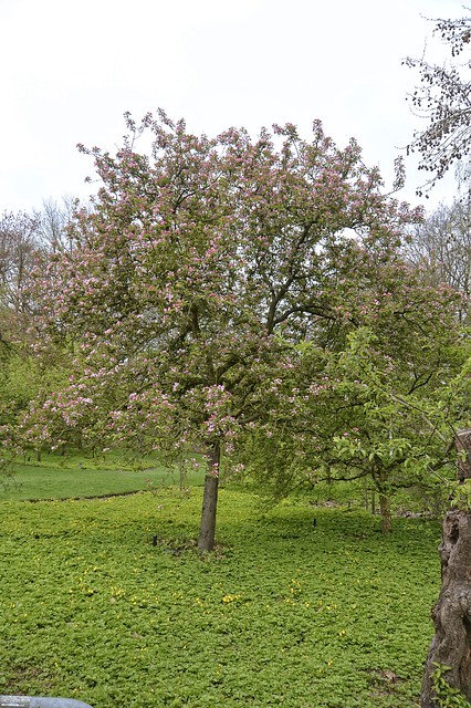 Netherland in spring