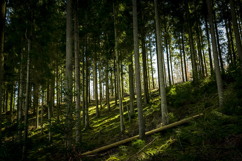 bois foret forêt tree ombre shadow arbre nature paysage landscape nikon d5300 lightroom promenade balade wood forest lumière light printemps spring habay ardennes