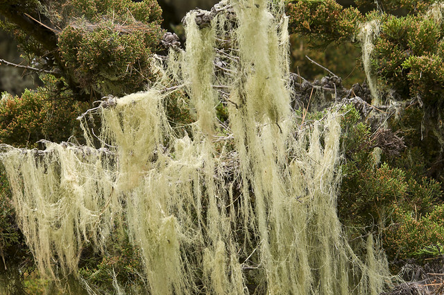 Spanish Moss on Trail 1 - Whalers Cove