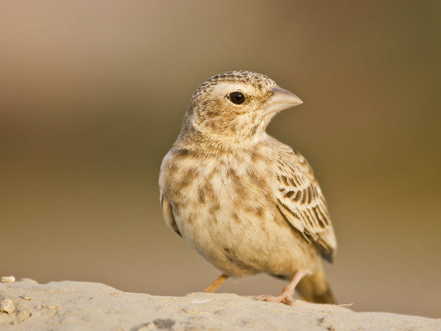 Ashy crowned Sparrow Lark Female