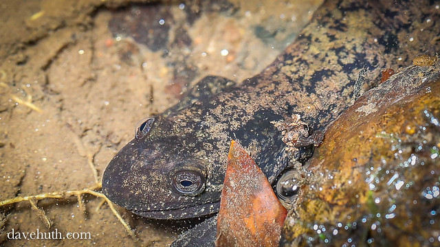 A big ol' crusty Blackbelly Salamander (Desmognathus quadramaculatus)
