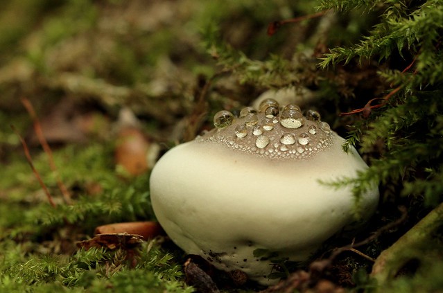 Decorated fungus