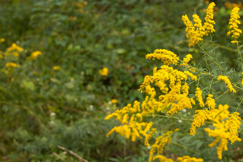 Other Yellow Flower - Wapp Creek Greenway