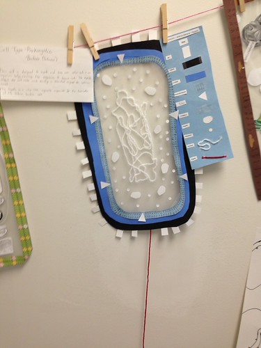 photo-6 | AP Biology Cell Organelle Project. Students made a… | Flickr