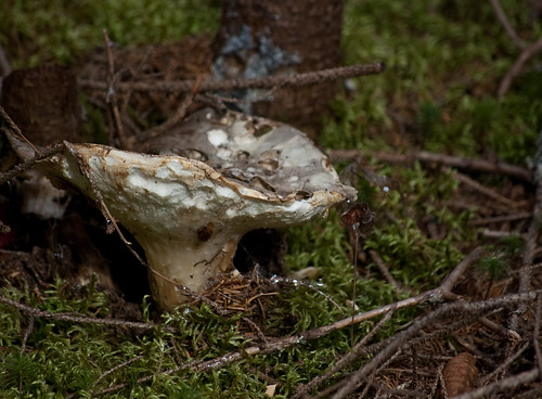 autumn fall mushroom forest woods october decay fungus princeedwardisland edwards pei 2013 pearsiefarm