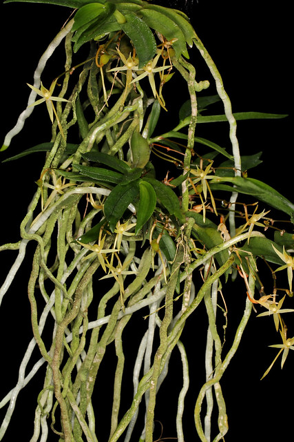 Angraecum cultriforme 2013-06-27 04