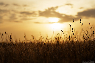20140208-22-Sunset grass fields.jpg