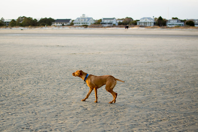 Beach Doge