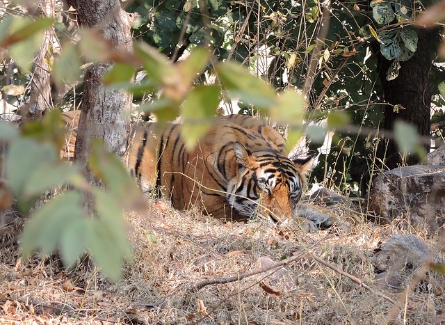 India (Ranthambhore National Park) Sleeping Bengal Tiger