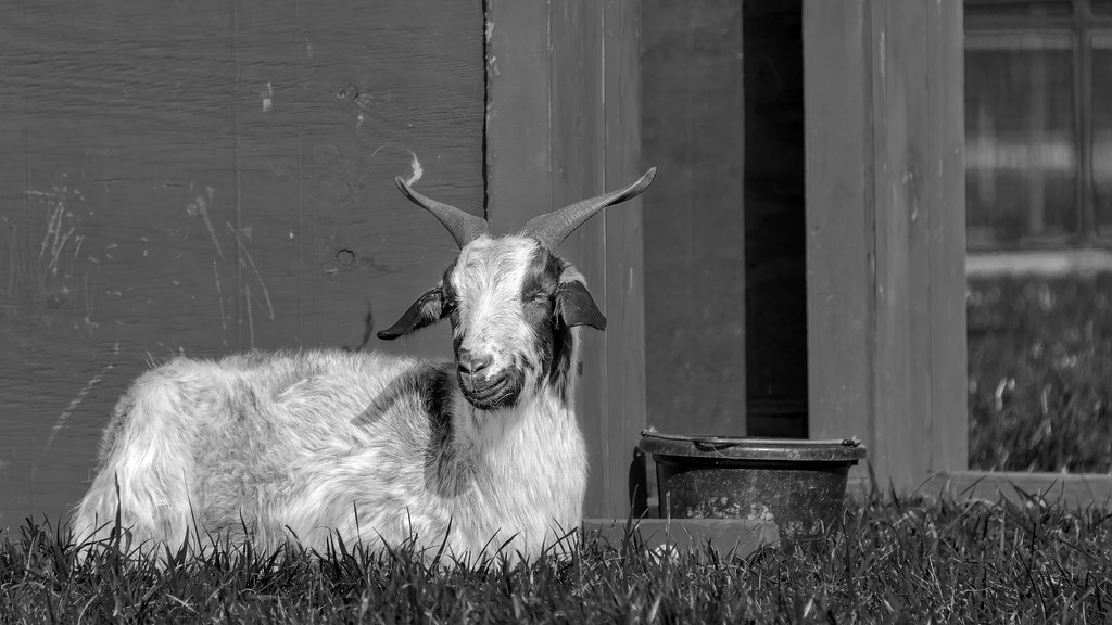 Biltmore Farmyard Goat (Biltmore Estate, Asheville NC)