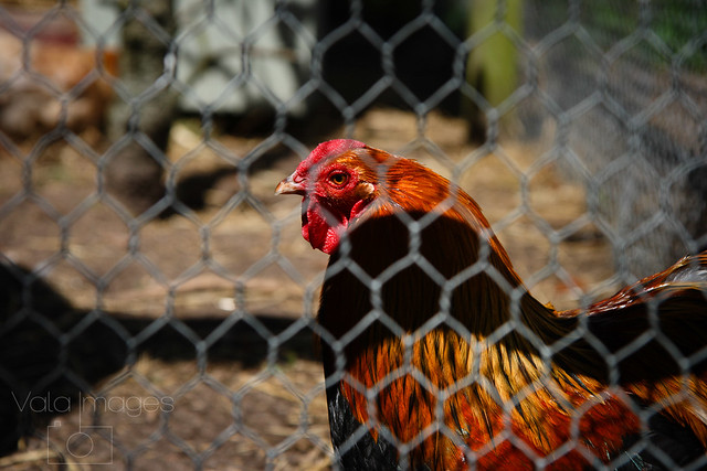 Colorful chicken behind chicken net