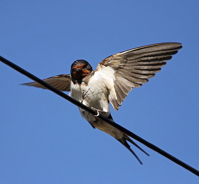 Swallow Bucklesham Suffolk