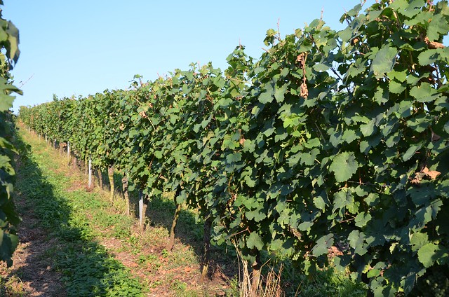 vineyard in Germany
