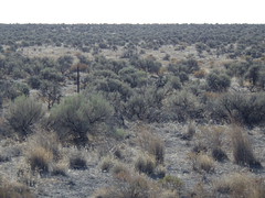 S of Burns Junction N end of Long Draw Fire: Wyoming big sagebrush steppe
