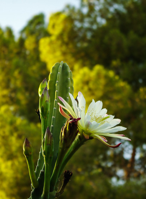 Night blooming cactus flower - profile