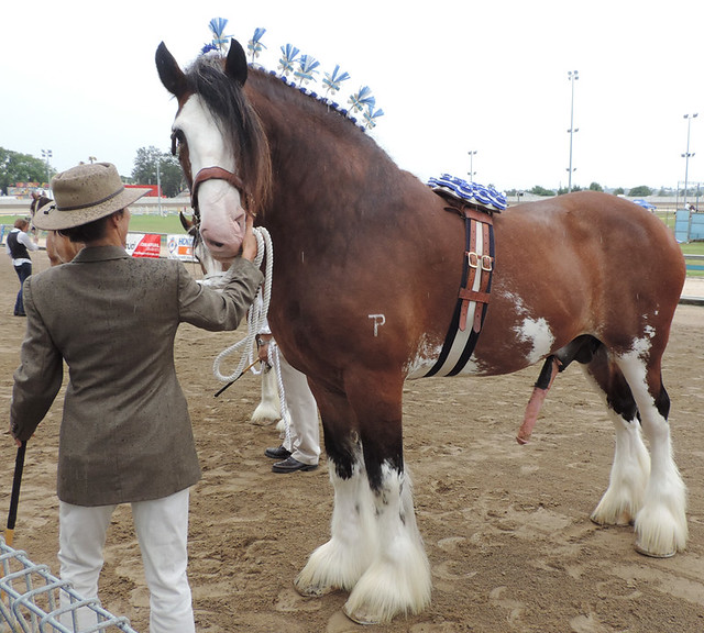 Champion draught horse stallion, Maitland Show, 2014
