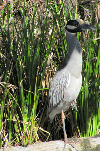 Day 5 - Gold Crowned Night Heron | by [Christine]