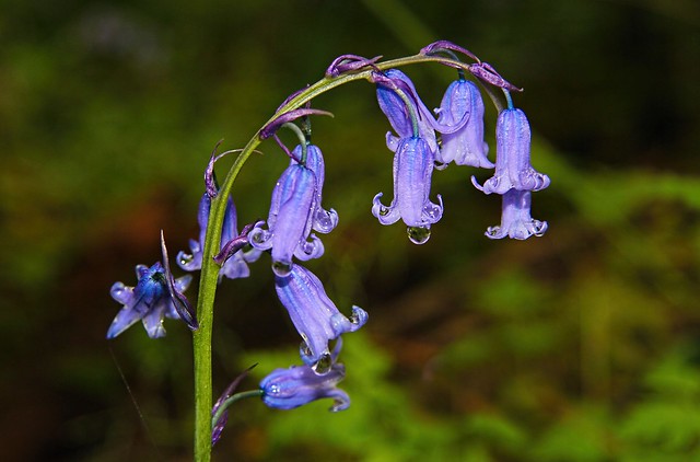 bluebell ..if you go down to the woods today
