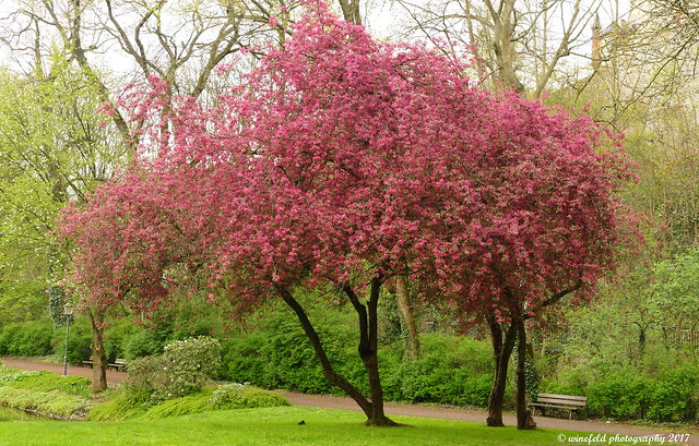 Frühling im Park / Spring in the park