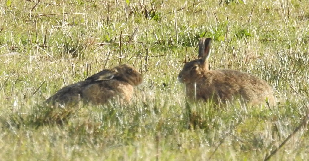 brown hares Lepus europaeus leporidae